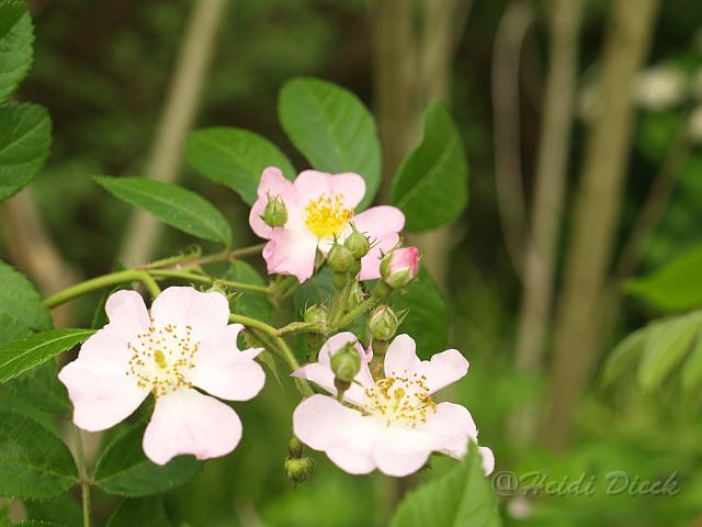 Rosa multiflora var chinensis2.jpg